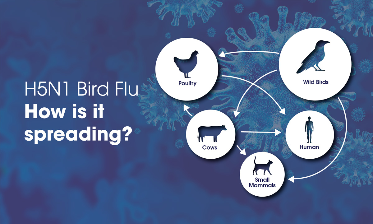 Graphic detailing how bird flu spreads from birds to small mammals and humans