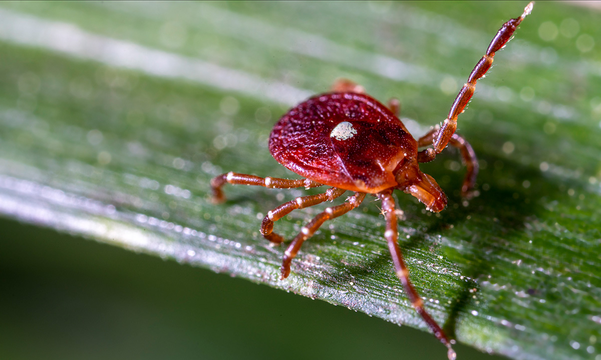 A tick on a piece of grass